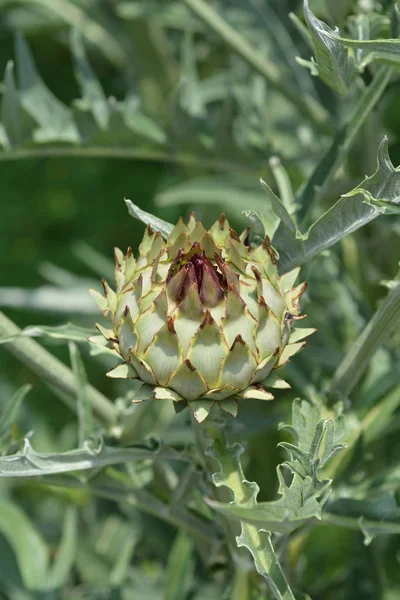 Cardo Alcachofa Nombre Latino Cynara Cardunculus —  Fotos de Stock