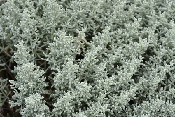 Cotton Lavender Leaves Latin Name Santolina Chamaecyparissus — Stock Photo, Image