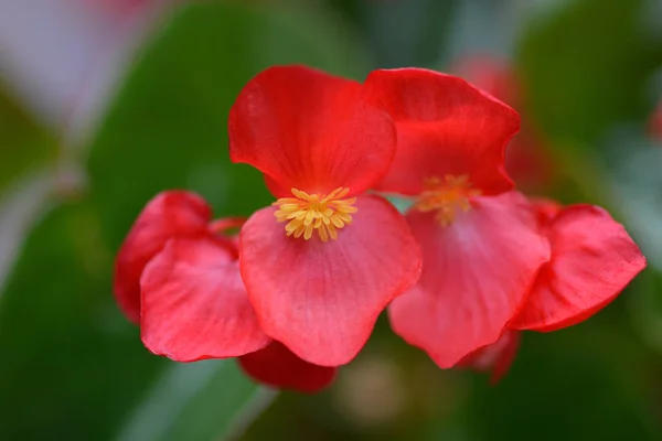 Красный Воск Бегония Латинское Название Begonia Semperflorens — стоковое фото