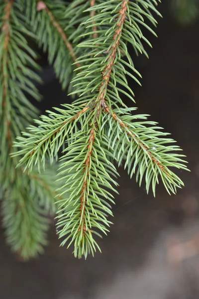 ブルースプルースの枝 ラテン名 Picea Pungen — ストック写真