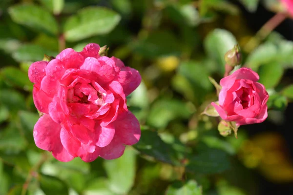 Lovely Fairy Krzew Róża Łacińska Nazwa Rosa Polyantha Lovely Fairy — Zdjęcie stockowe