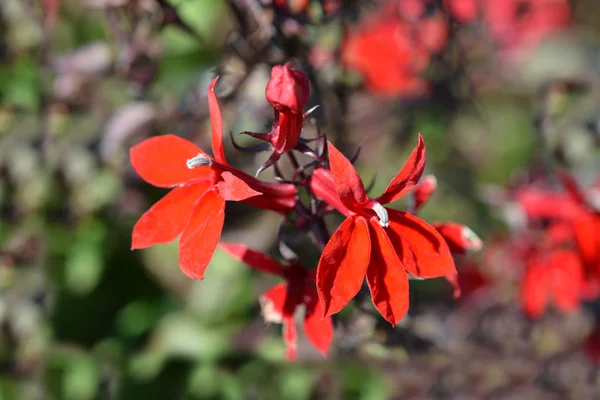 Cardinal Flower Fan Scarlet Латинское Название Lobelia Speciosa Fan Scarlet — стоковое фото