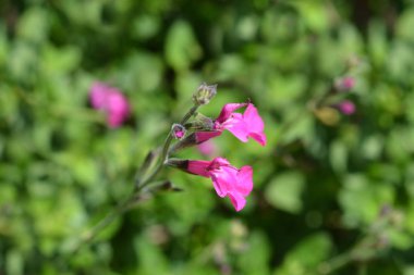 Bebek bilge pembe allık - Latince adı - Salvia microphylla Pembe allık
