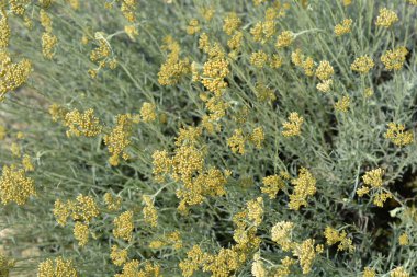İtalyan sarı çiçek tomurcukları - Latince adı - Helichrysum italicum