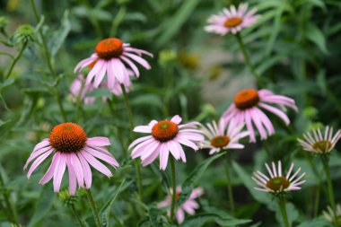 Pembe kabuksuz Rubinstern - Latince adı - Echinacea purpurea Rubinstern