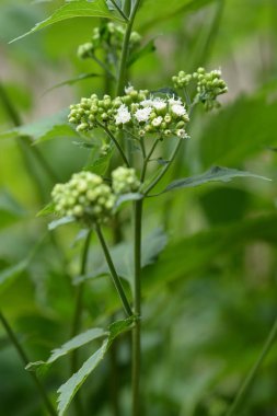 Beyaz yılan ayağı - Latince adı - Ageratina altissima
