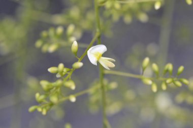 Ağlayan Japon pagoda ağacı - Latince adı - Sophora japonica pendula