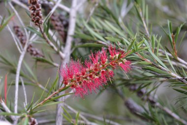 Kırmızı şişe fırçası çiçekleri - Latince adı - Callistemon coccineus (Melaleuca rugulosa)
