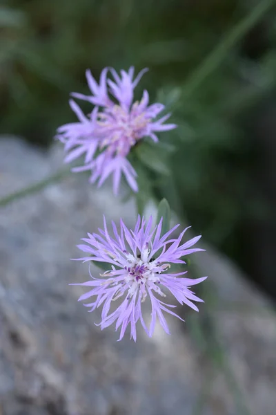 Croatian Endemic Cornflower Latin Name Centaurea Friderici Subsp Jabukensis — Stock Photo, Image