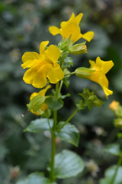 Закрытие Желтого Цветка Обезьяны Латинское Название Mimulus Luteus — стоковое фото