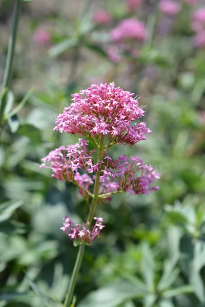 Valeriana Roja Nombre Latino Centranthus Ruber — Foto de Stock