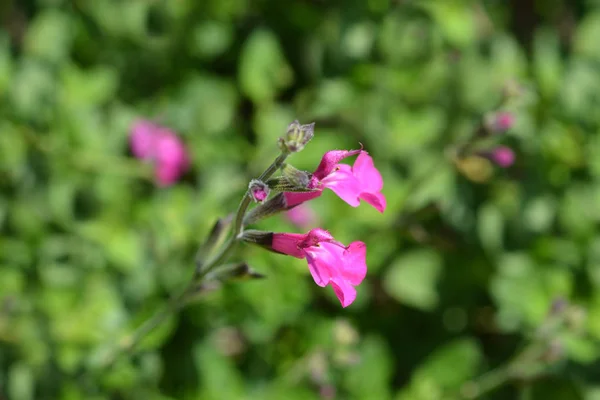 Baby Sage Pink Blush Latinskt Namn Salvia Microphylla Pink Blush — Stockfoto