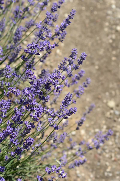 Lavanda Común Nombre Latino Lavandula Angustifolia Delphinensis —  Fotos de Stock