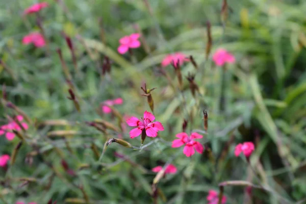 Maiden Vaaleanpunainen Vilkkuvat Valot Latinalainen Nimi Dianthus Deltoides Vilkkuvat Valot — kuvapankkivalokuva