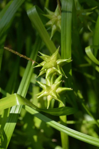 Grays Sedge 라틴어 Carex Grayi — 스톡 사진