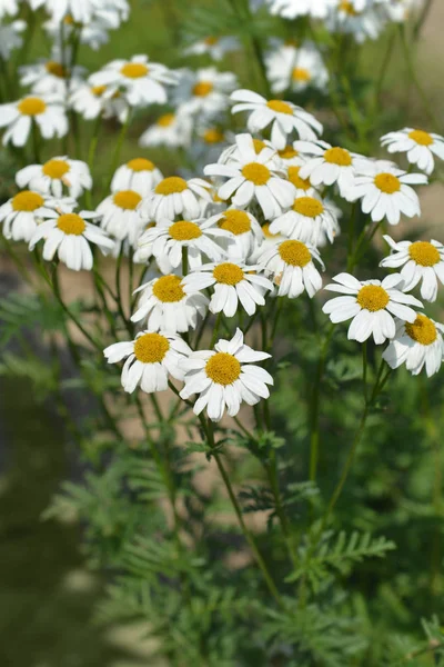 Corymb Flower Tansy Latin Name Tanacetum Corymbosum — Stock Photo, Image