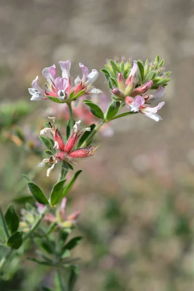 Hairy Canary Clover Latin Name Dorycnium Hirsutum — Stock Photo, Image