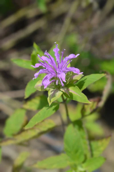 Bálsamo Abelha Violacea Nome Latino Monarda Didyma Violacea — Fotografia de Stock