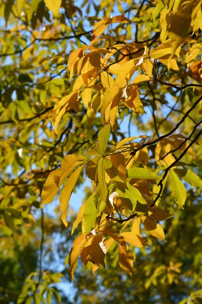 Żółte Liście Byka Nazwa Łacińska Aesculus Flava Aesculus Octandra — Zdjęcie stockowe