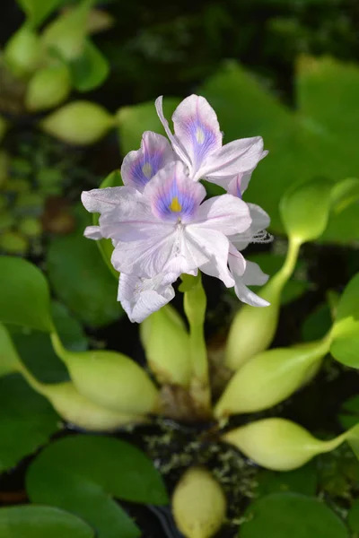 Hidacinto Água Comum Denominação Latina Eichhornia Crassipes — Fotografia de Stock