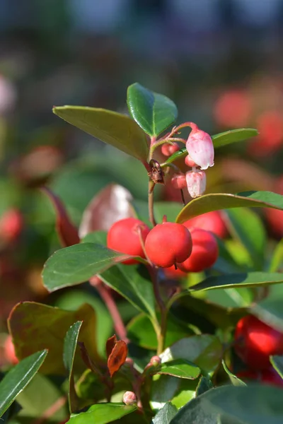 Fleurs Baies Amérique Nom Latin Gaultheria Procumbens — Photo