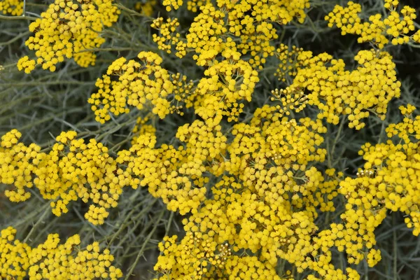 Italian Everlasting Yellow Flowers Latin Name Helichrysum Italicum — Stock Photo, Image