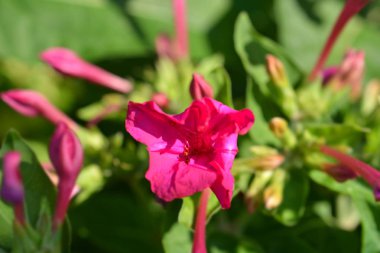 Peru Marvel - Latince adı - Mirabilis Jalapa