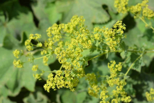 Dámské Pláštěnky Žluté Květy Latinský Název Alchemilla Colorata Alchemilla Cinerea — Stock fotografie