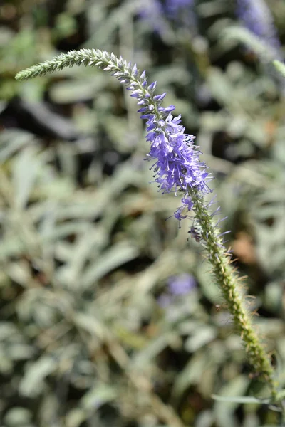Spiked Speedwell Flower Λατινική Ονομασία Pseudolysimachion Spicatum Subsp Incanum Syn — Φωτογραφία Αρχείου