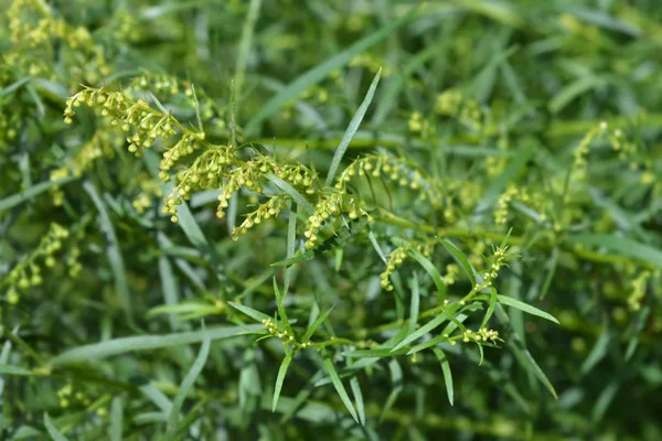 Estragon Flower Buds Latin Name Artemisia Dracunculus — Stock Photo, Image