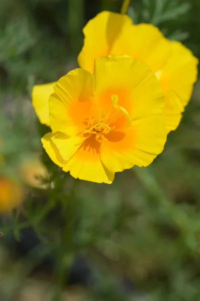 黄金のケシの花のクローズアップ ラテン語名Eschscolzia Californica — ストック写真