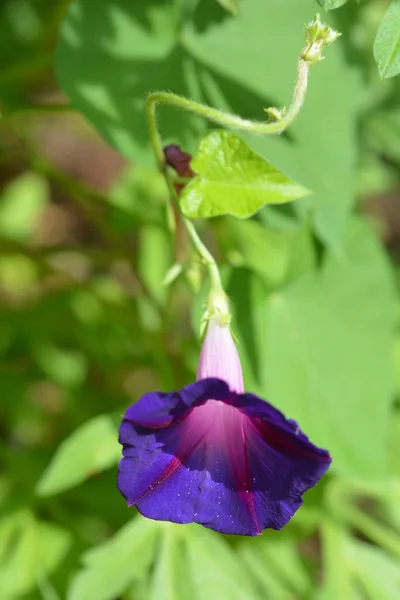 Gloria Matutina Común Nombre Latino Ipomoea Purpurea — Foto de Stock