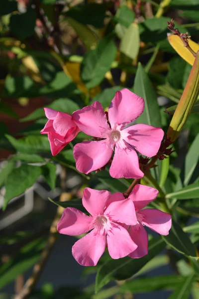 Yhteinen Oleanteri Vaaleanpunaisia Kukkia Latinankielinen Nimi Nerium Oleander — kuvapankkivalokuva