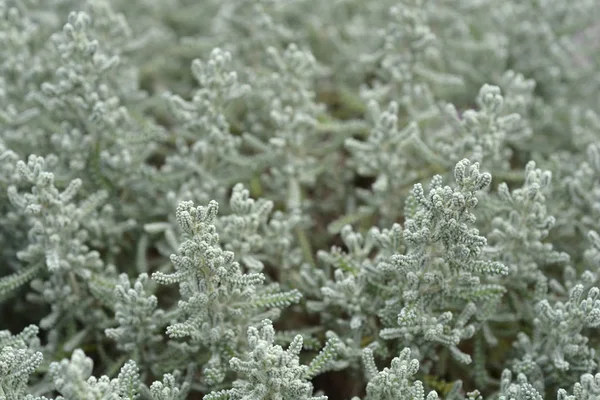 Foglie Lavanda Cotone Nome Latino Santolina Chamaecyparissus — Foto Stock