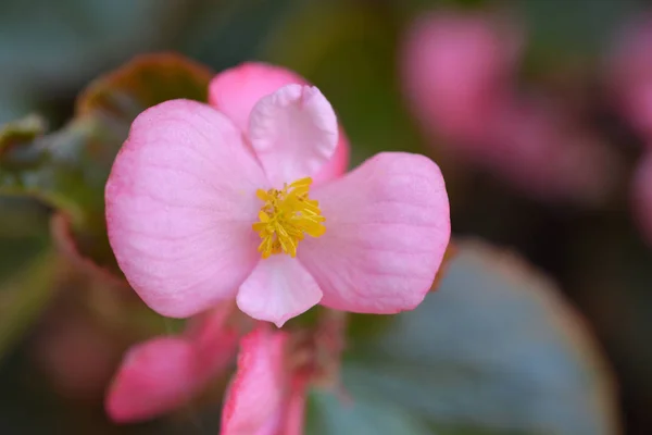 Rosa Wachsbegonie Lateinischer Name Begonia Semperflorens — Stockfoto