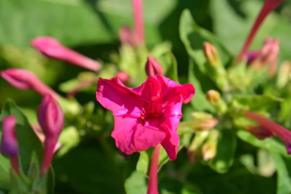 Peru Marvel Latince Adı Mirabilis Jalapa — Stok fotoğraf