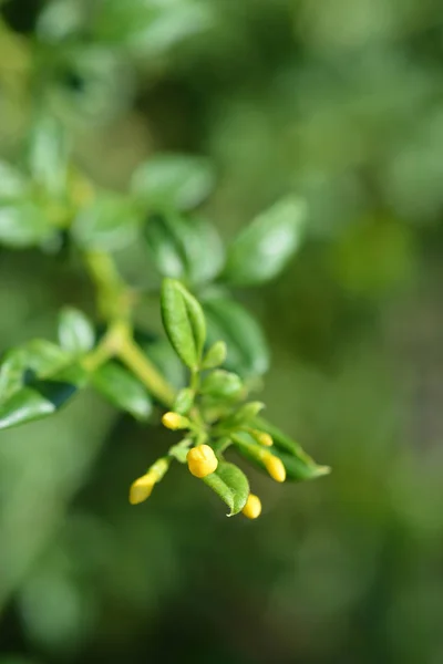 Showy Jasmine Łacińska Nazwa Jasminum Floridum Subsp Giraldii — Zdjęcie stockowe