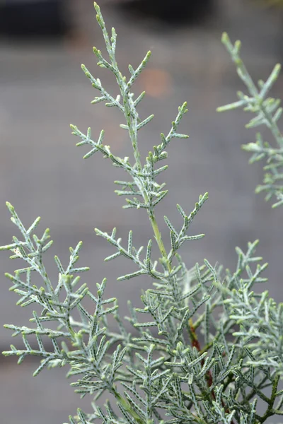 Blue Arizona Cypress Латинское Название Cupressus Arizonica Fastigiata — стоковое фото