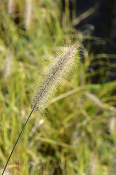 Китайская Трава Фонтан Hameln Латинское Название Pennisetum Alopecuroides Hameln — стоковое фото