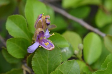 Tropikal Doğu Afrika çalısı mor çiçeği - Latince adı - Grewia similis