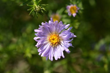 Alp makinası Dunkle Schoene - Latince adı Aster Alpinus Dunkle Schoene