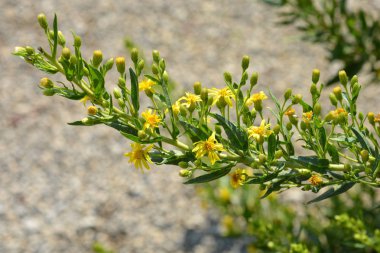 Yapışkan fleabane - Latince adı - Dittrichia değil