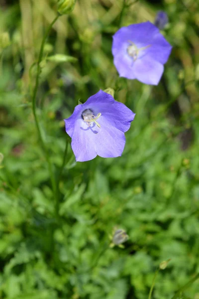 Cárpatos Bellflower Blue Clips Nome Latino Campanula Carpatica Blaue Clips — Fotografia de Stock