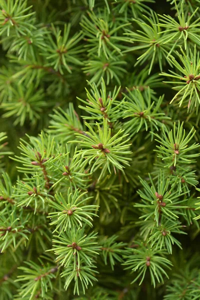 Dvärg Alberta Gran Latinskt Namn Picea Glauca Conica — Stockfoto