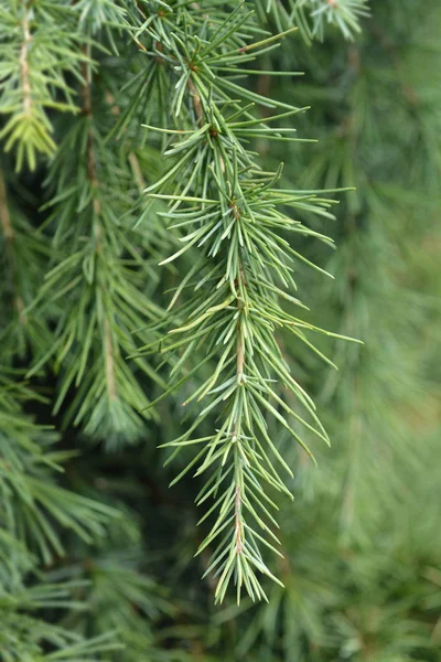 Feelin Niebieski Deodar Cedar Łacińska Nazwa Cedrus Deodara Feelin Niebieski — Zdjęcie stockowe