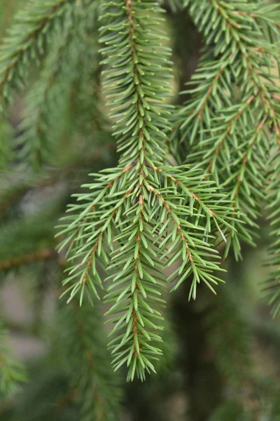 Närbild Omorica Gren Latinskt Namn Picea Omorika — Stockfoto