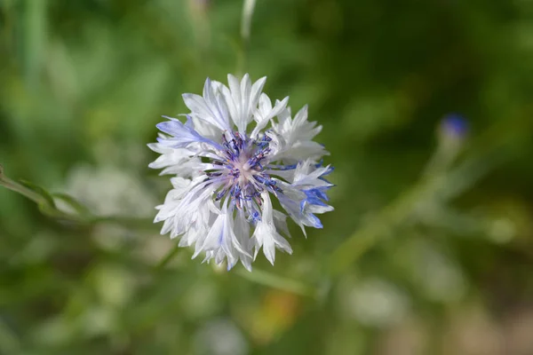 White Blue Cornflower Flower Latin Name Cyanus Segetum Centaurea Cyanus — Stock Photo, Image