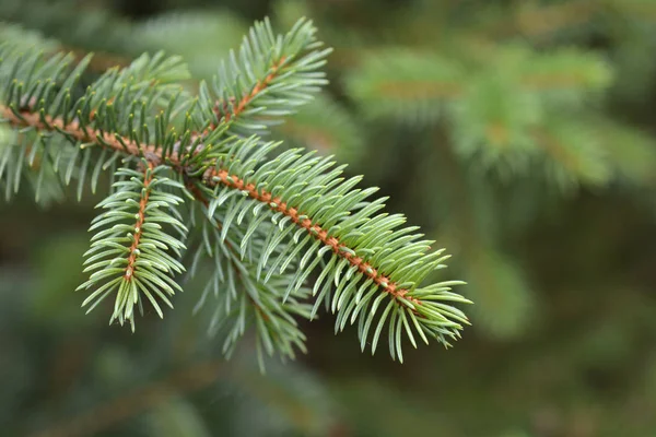 Blue Spruce Branch Latin Name Picea Pungens — Stock Photo, Image