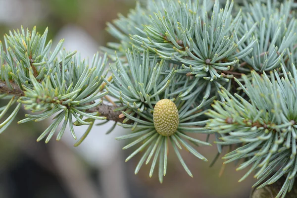 Blue Atlas Cedar Latin Name Cedrus Atlantica Glauca — Stock Photo, Image