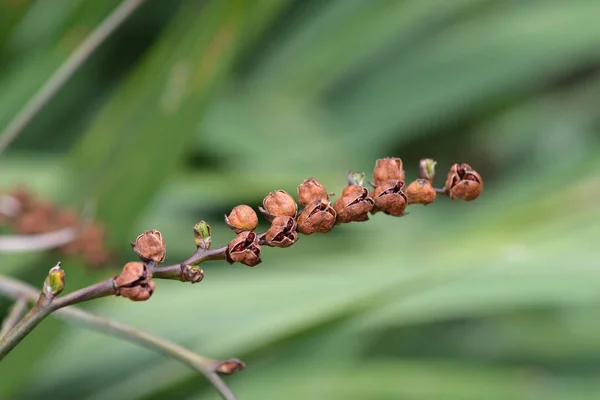 Semi Montbretia Lucifero Nome Latino Crocosmia Lucifero — Foto Stock